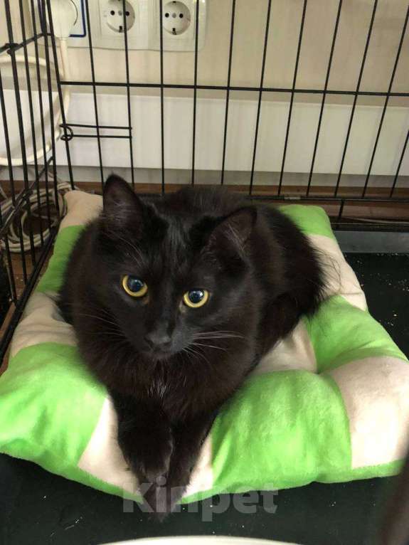 Кошки в Москве: Тучка кошечка ищет дом Девочка, Бесплатно - фото 3