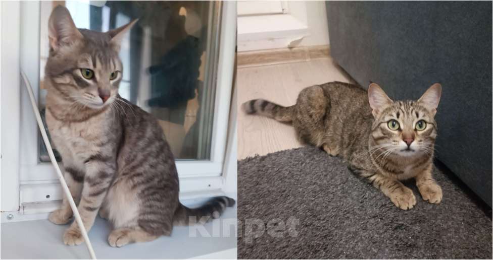 Кошки в Одинцово: Найдена молодая кошечка Мальчик, Бесплатно - фото 1