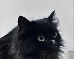 Кошки в Москве: Роскошная пушистая черная кошечка Черника в дар Девочка, 1 руб. - фото 3