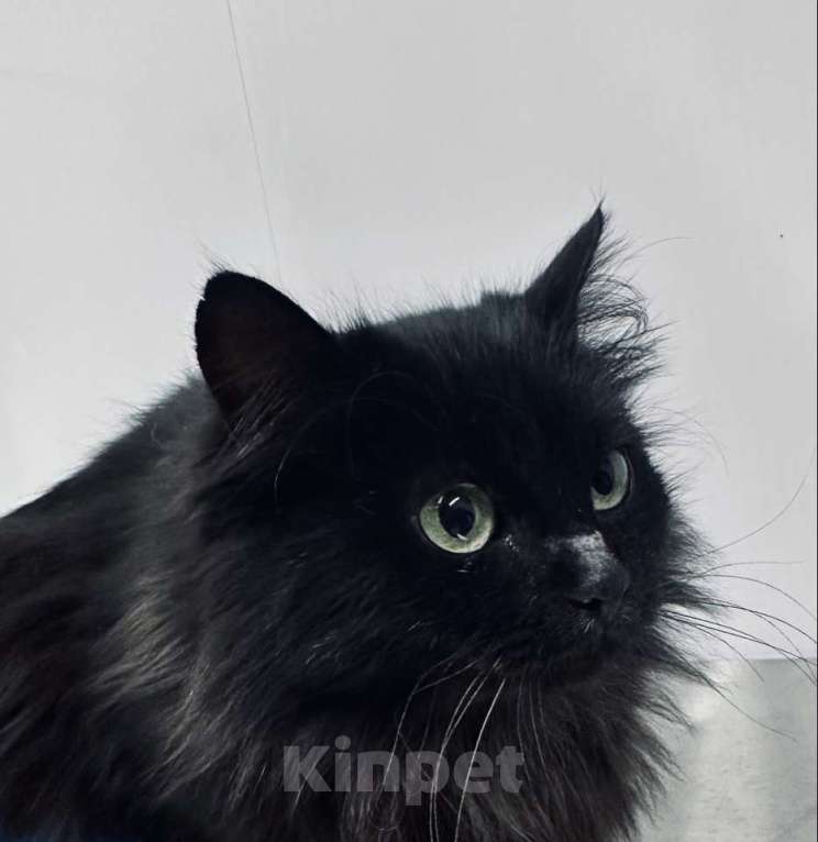 Кошки в Москве: Роскошная пушистая черная кошечка Черника в дар Девочка, 1 руб. - фото 3