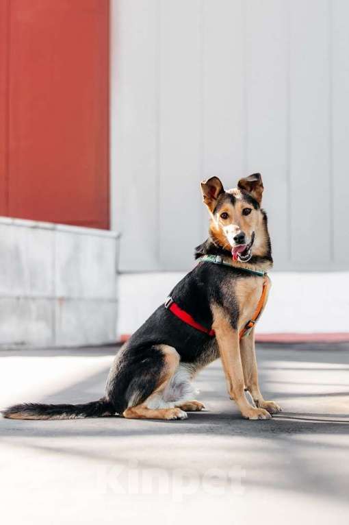 Собаки в Москве: Очаровательный сердцеед Шабак в поисках любящей семьи! Мальчик, Бесплатно - фото 2