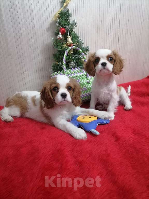 Собаки в Москве: Кавалер Кинг Чарльз спаниель Мини 2,5 мес.  Мальчик, 90 000 руб. - фото 5