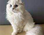 Кошки в Москве: Голубоглазик Мальчик, 30 000 руб. - фото 2