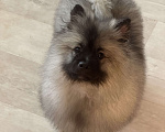 Собаки в Москве: Вольфшпиц КЕЕСХОНД Девочка, 100 000 руб. - фото 6