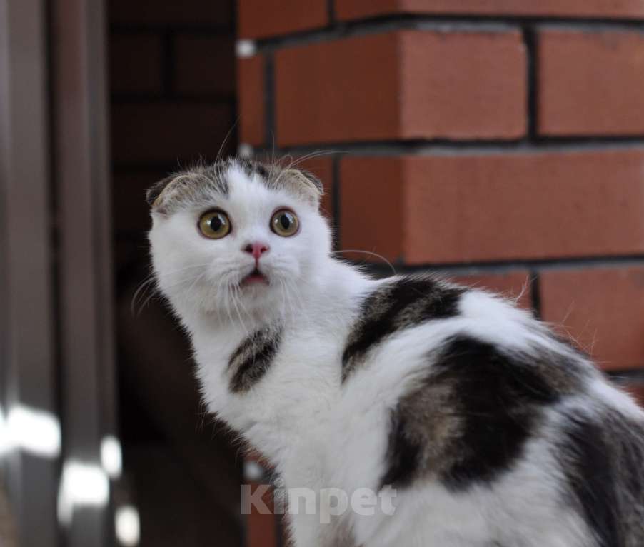 Кошки в Челябинске: Очаровательный шотландский котёнок Мальчик, 25 000 руб. - фото 1