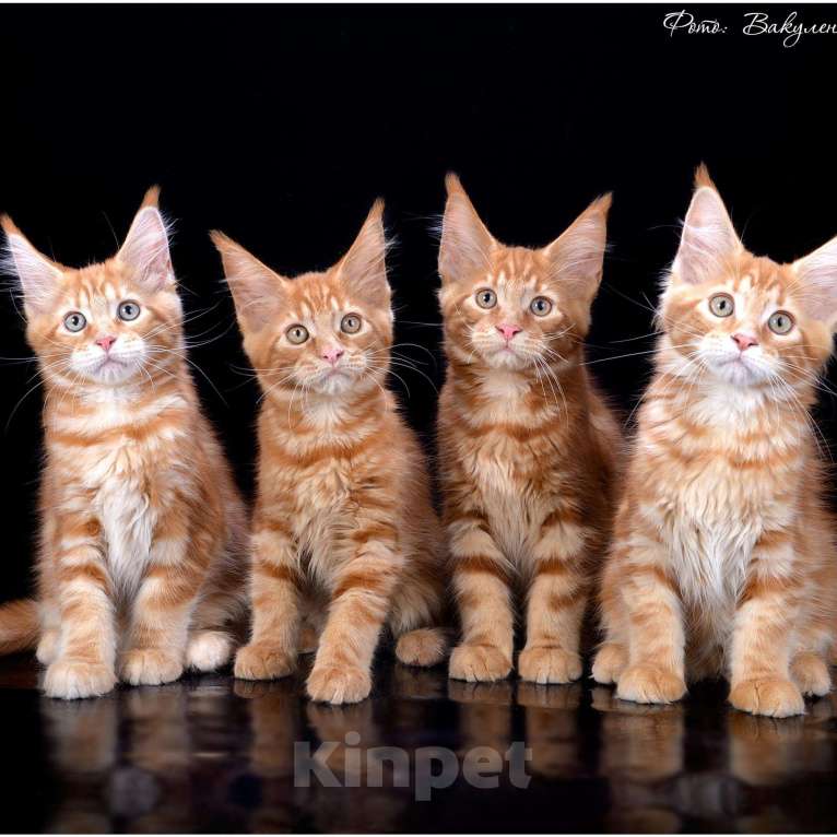 Кошки в Нытве: Мейн кун котята, 25 000 руб. - фото 1