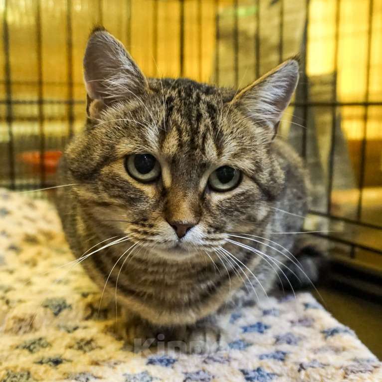 Кошки в Москве: Самая грустная кошка приюта..  Девочка, Бесплатно - фото 5