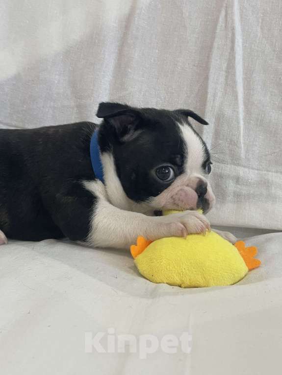 Собаки в других городах Ярославской области: Азарт Бостон-терьер Мальчик, 65 000 руб. - фото 2