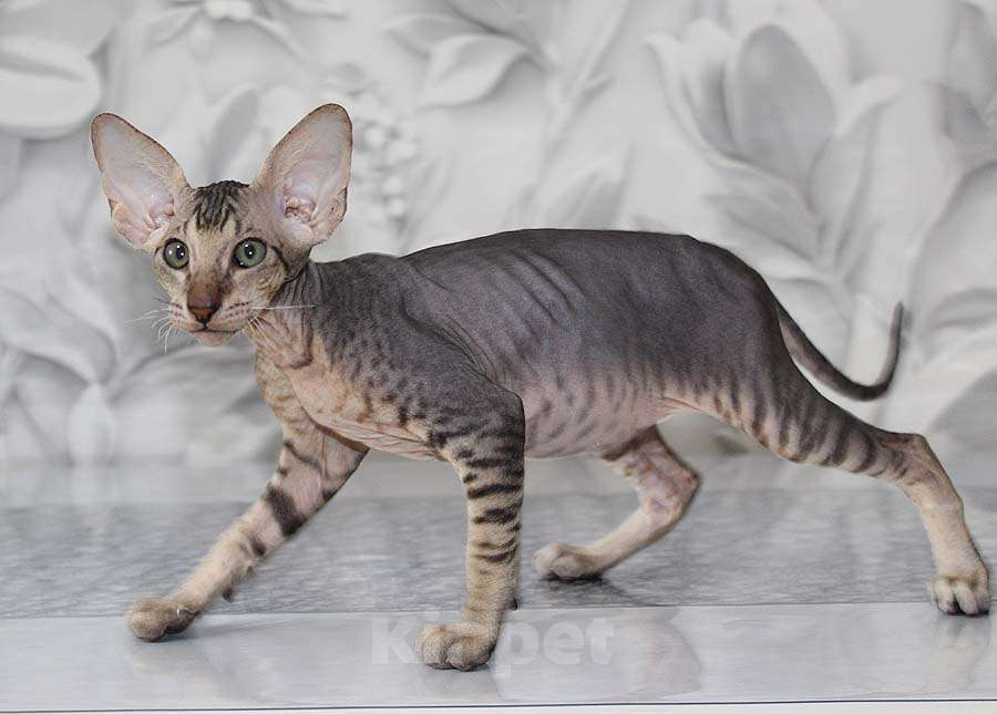 Кошки в Новосибирске: Котёнок Петерболда Мальчик, 100 000 руб. - фото 4