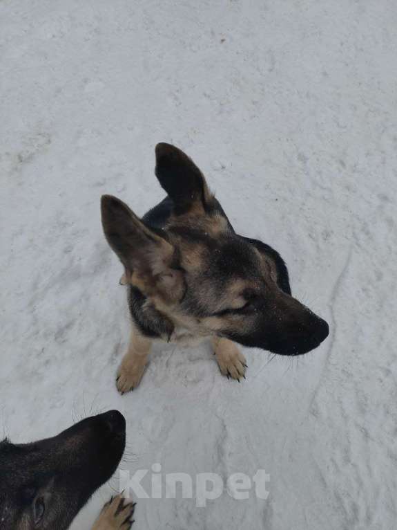 Собаки в Мытищах: Восточноевропейская овчарка, щенок Девочка, 10 000 руб. - фото 5