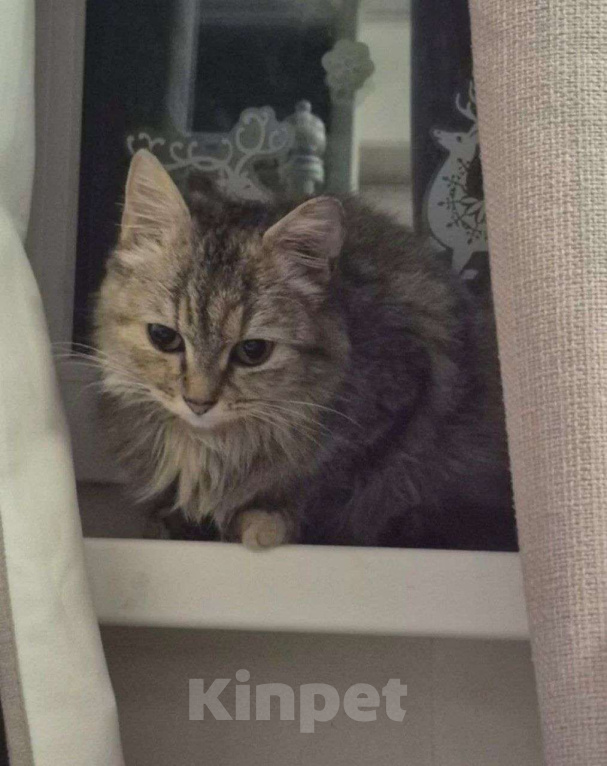 Кошки в Одинцово: Мурка-кошка,которую предали,но она все еще верит в любовь Девочка, Бесплатно - фото 2