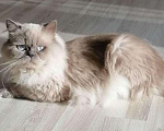 Кошки в Санкт-Петербурге: Шотландский котёнок хайленд. Мальчик, 7 000 руб. - фото 4