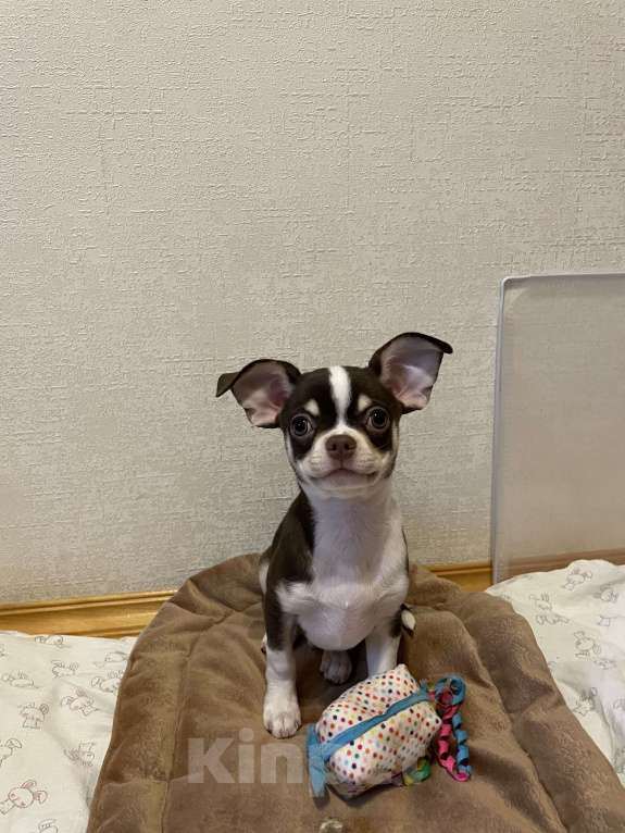 Собаки в Москве: Чихуахуа  Мальчик, 45 000 руб. - фото 3