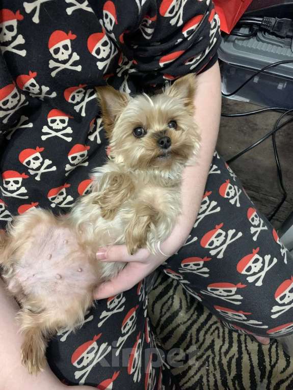 Собаки в Нижнем Новгороде: Потерялась собака Девочка, 5 000 руб. - фото 2