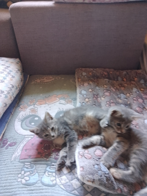 Кошки в Липке: Отдаю в добрые руки Девочка, Бесплатно - фото 1