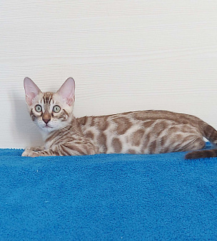 Бенгальский мальчик