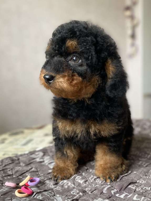 Собаки в Москве: Щенок пуделя Фантом мальчик Мальчик, Бесплатно - фото 3