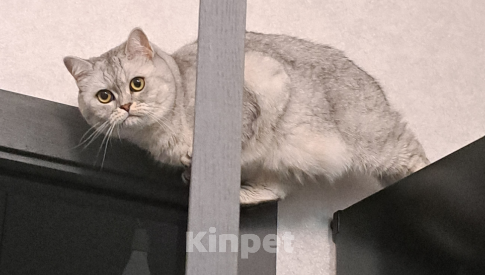 Кошки в Калининграде: Отдам в хорошие руки. Девочка, Бесплатно - фото 4