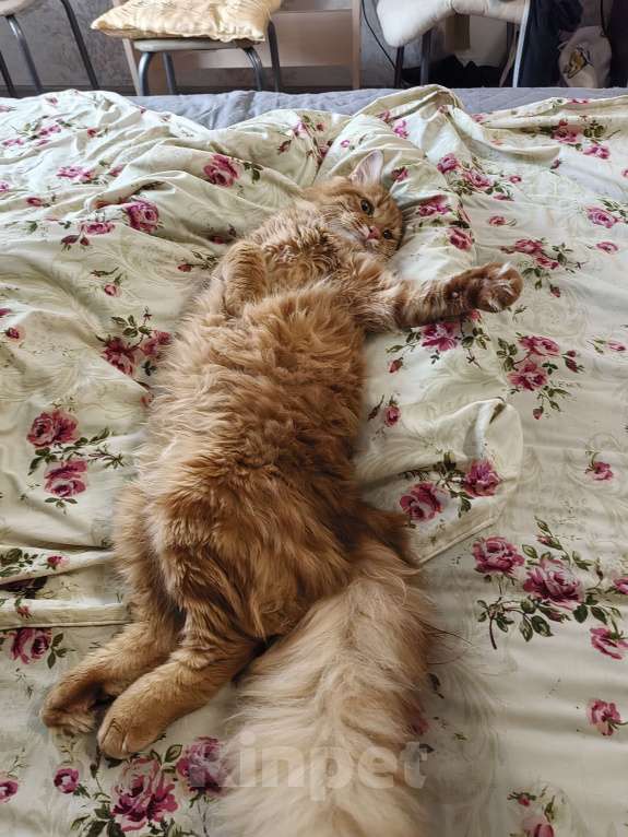 Кошки в Краснодаре: Отдам кота в добрые руки, обеспеченным хозяевам Мальчик, Бесплатно - фото 3