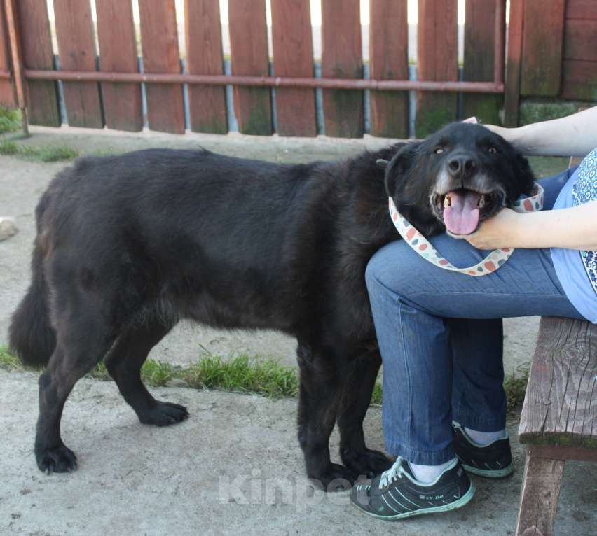 Собаки в Москве: Верный Черныш всю жизнь не перестает ждать свою семью! Мальчик, Бесплатно - фото 9
