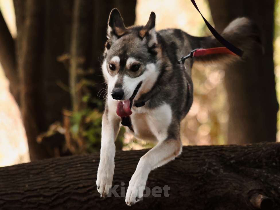 Собаки в Москве: Метис Хаски в добрые руки Мальчик, 99 руб. - фото 5