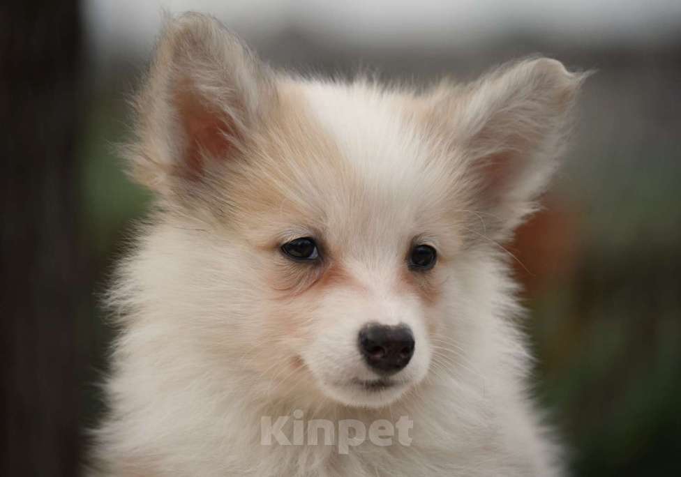 Собаки в Москве: Ненецкая оленегонная лайка, кобель Жиган. Мальчик, 60 000 руб. - фото 5