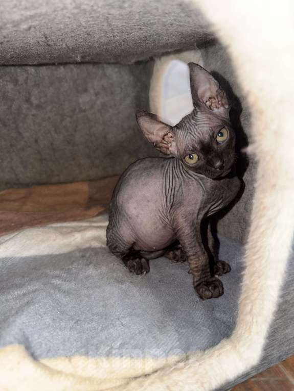 Кошки в Москве: Бамбино канадский сфинкс Разнополые, 25 000 руб. - фото 2