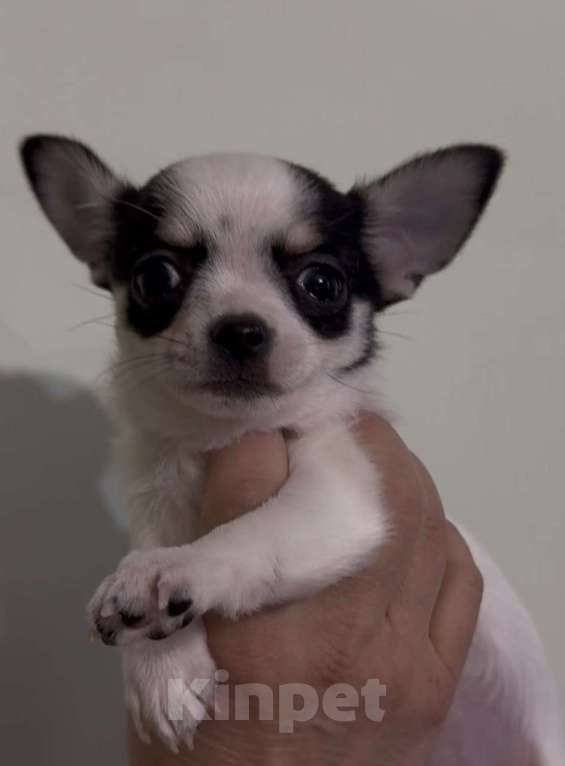 Собаки в Богдане: Щенки чихуахуа Девочка, 25 000 руб. - фото 1