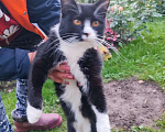 Кошки в других городах Калужской области: Ищу хозяина кота Мальчик, Бесплатно - фото 4