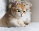 Кошки в Владивостоке: Британский котенок Heat Мальчик, 150 000 руб. - фото 8