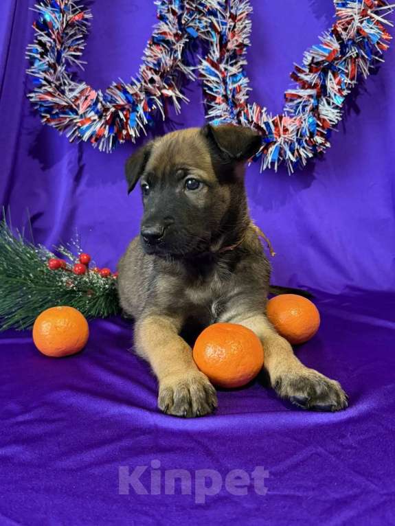 Собаки в других городах Московской области: Шикарные щенки малинуа от родителей чемпионов  Мальчик, 70 000 руб. - фото 5