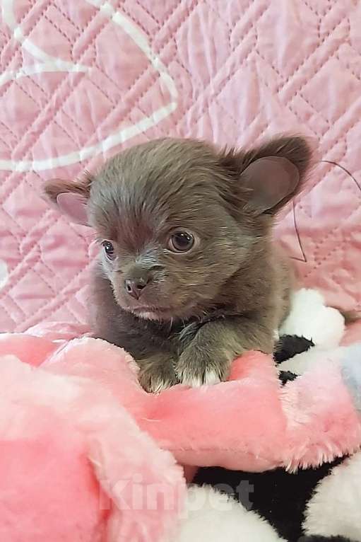 Собаки в Новосибирске: Девочка Чихуахуа Девочка, Бесплатно - фото 2