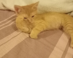 Кошки в Мытищах: Кошечка ,, Зося,, 2 месяца.Отдам в добрые руки. Девочка, Бесплатно - фото 5