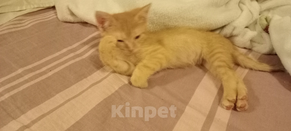 Кошки в Мытищах: Кошечка ,, Зося,, 2 месяца.Отдам в добрые руки. Девочка, Бесплатно - фото 5