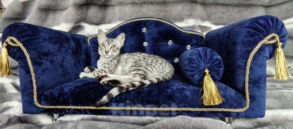 Кошки в Санкт-Петербурге: Котёнок Мау Диоген Мальчик, 45 000 руб. - фото 2