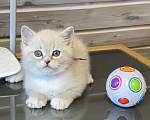 Кошки в Санкт-Петербурге: Шотландские котята Мальчик, 25 000 руб. - фото 1