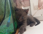 Кошки в Майкопе: отдаю котят в добрые руки Девочка, Бесплатно - фото 3