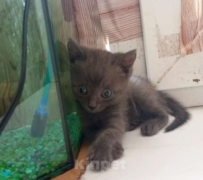 Кошки в Майкопе: отдаю котят в добрые руки Девочка, Бесплатно - фото 3