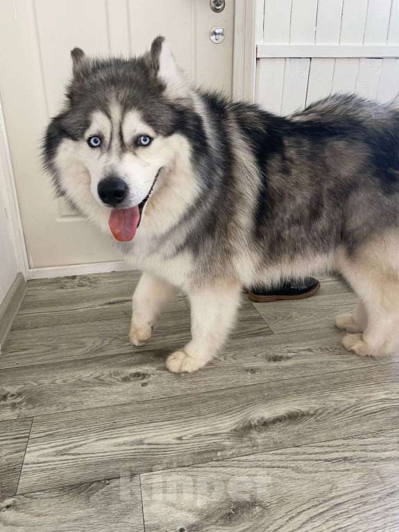 Собаки в Фрязино: Необыкновенный Барни маламут в дар Мальчик, Бесплатно - фото 3