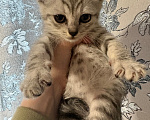 Кошки в Якутске: Котёнок Девочка, Бесплатно - фото 2