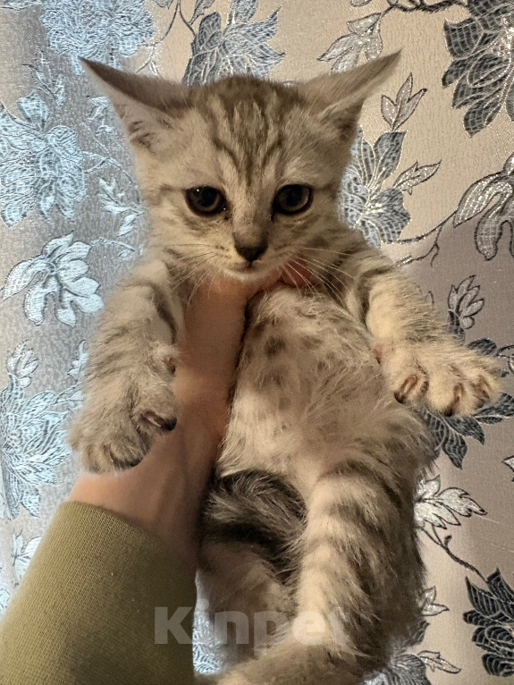 Кошки в Якутске: Котёнок Девочка, Бесплатно - фото 2