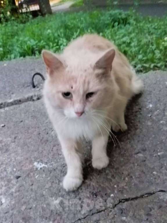 Кошки в Рыбинске: Кохаку Мальчик, Бесплатно - фото 2