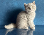 Кошки в Старом Осколе: Милый котик ищет владельца ( в качестве домашнего любимца) Мальчик, 60 000 руб. - фото 7