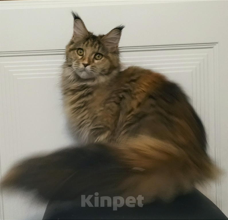 Кошки в Мытищах: Котенок Мейн-кун Девочка, 25 000 руб. - фото 3