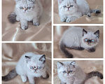 Кошки в Тюмени: Экзоты мальчики и девочки Мальчик, 20 000 руб. - фото 1