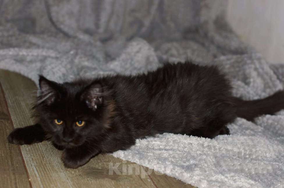 Кошки в Нижнем Новгороде: Котята породы мейн-кун Девочка, Бесплатно - фото 1