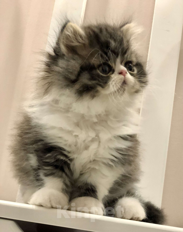 Кошки в Москве: Персидский котенок  Мальчик, 24 000 руб. - фото 3