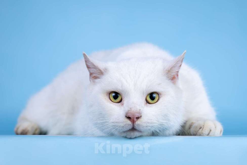 Кошки в Москве: Найден кот Мальчик, Бесплатно - фото 1