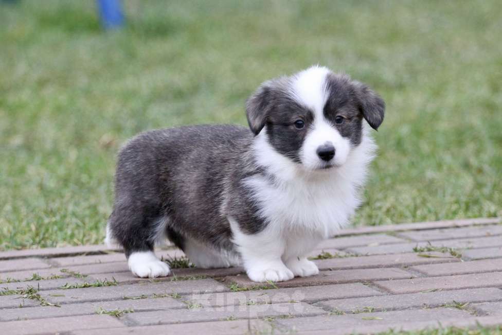 Собаки в Москве: Вельш корги кардиган-мальчик Мальчик, 50 000 руб. - фото 3