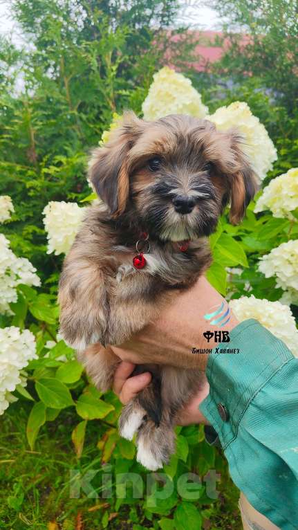 Собаки в Москве: Мальчик необычайной красоты  Мальчик, 80 000 руб. - фото 2